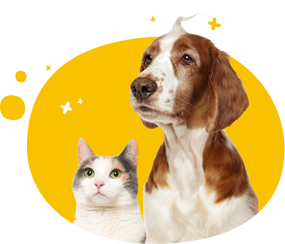 show your love to your dogs and cats with the best pet insurance in town